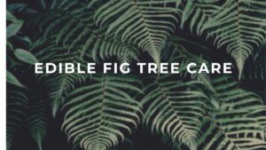 Edible Fig Tree Care