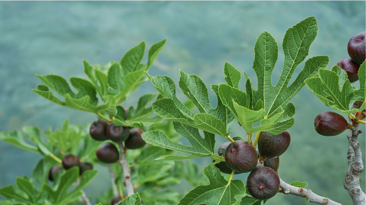 Edible Fig Tree Care